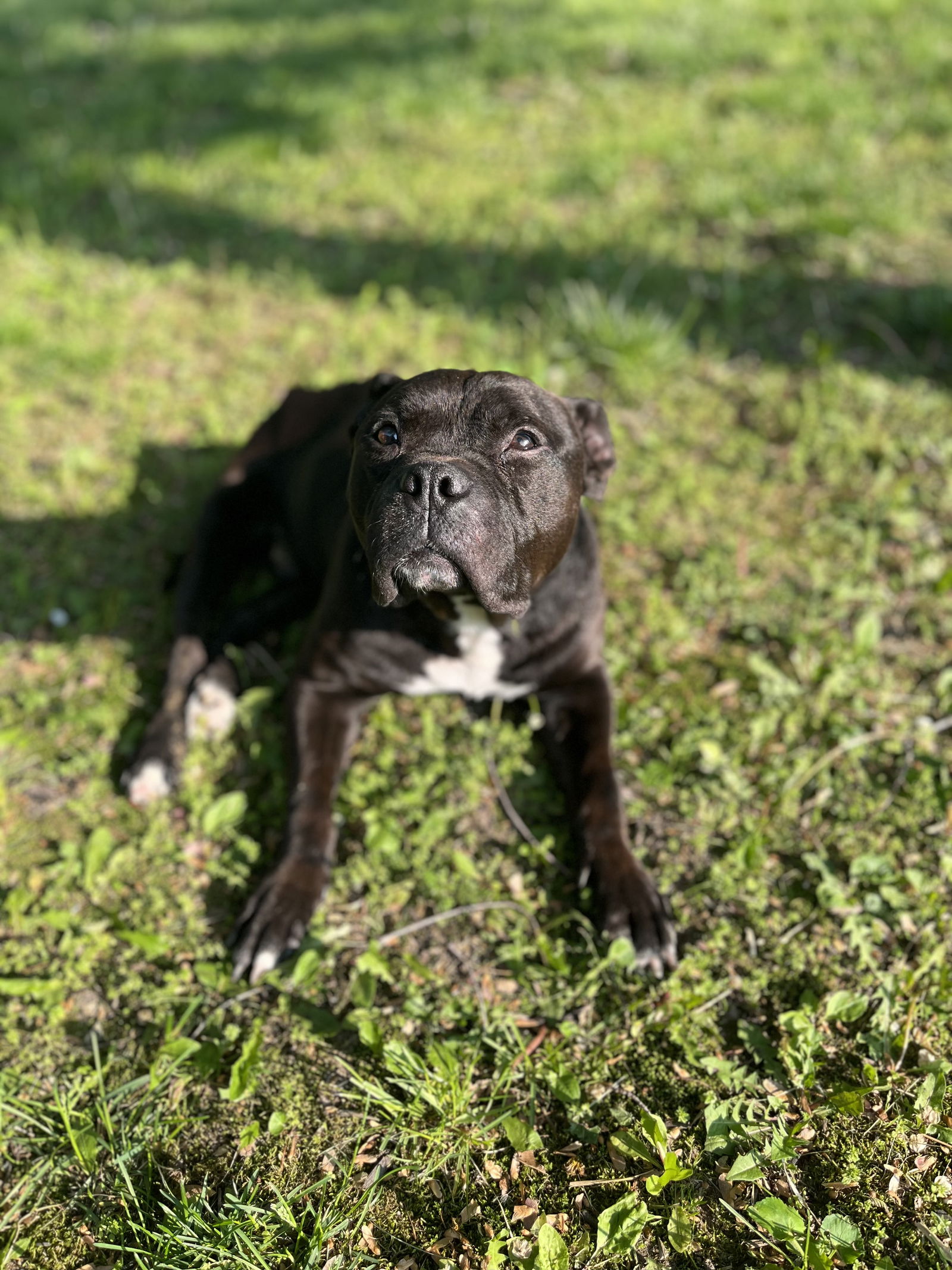 adoptable Dog in Hartwick, IA named Mario