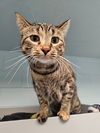 adoptable Cat in , IA named Naiah