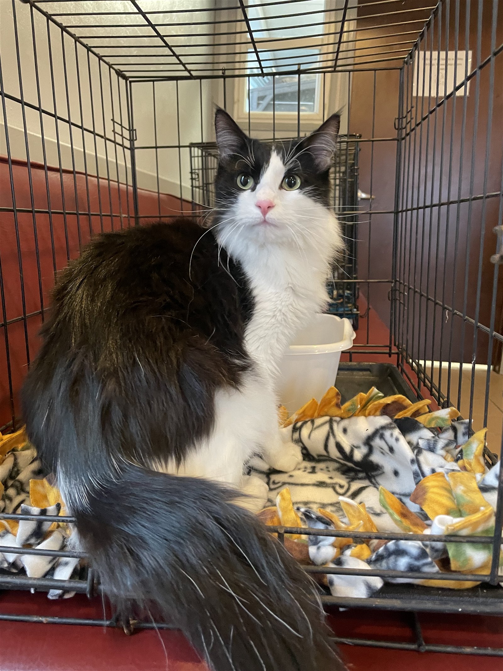 adoptable Cat in Cedar Rapids, IA named Lt. Fuzzy