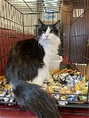 adoptable Cat in  named Lt. Fuzzy