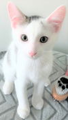 Pico