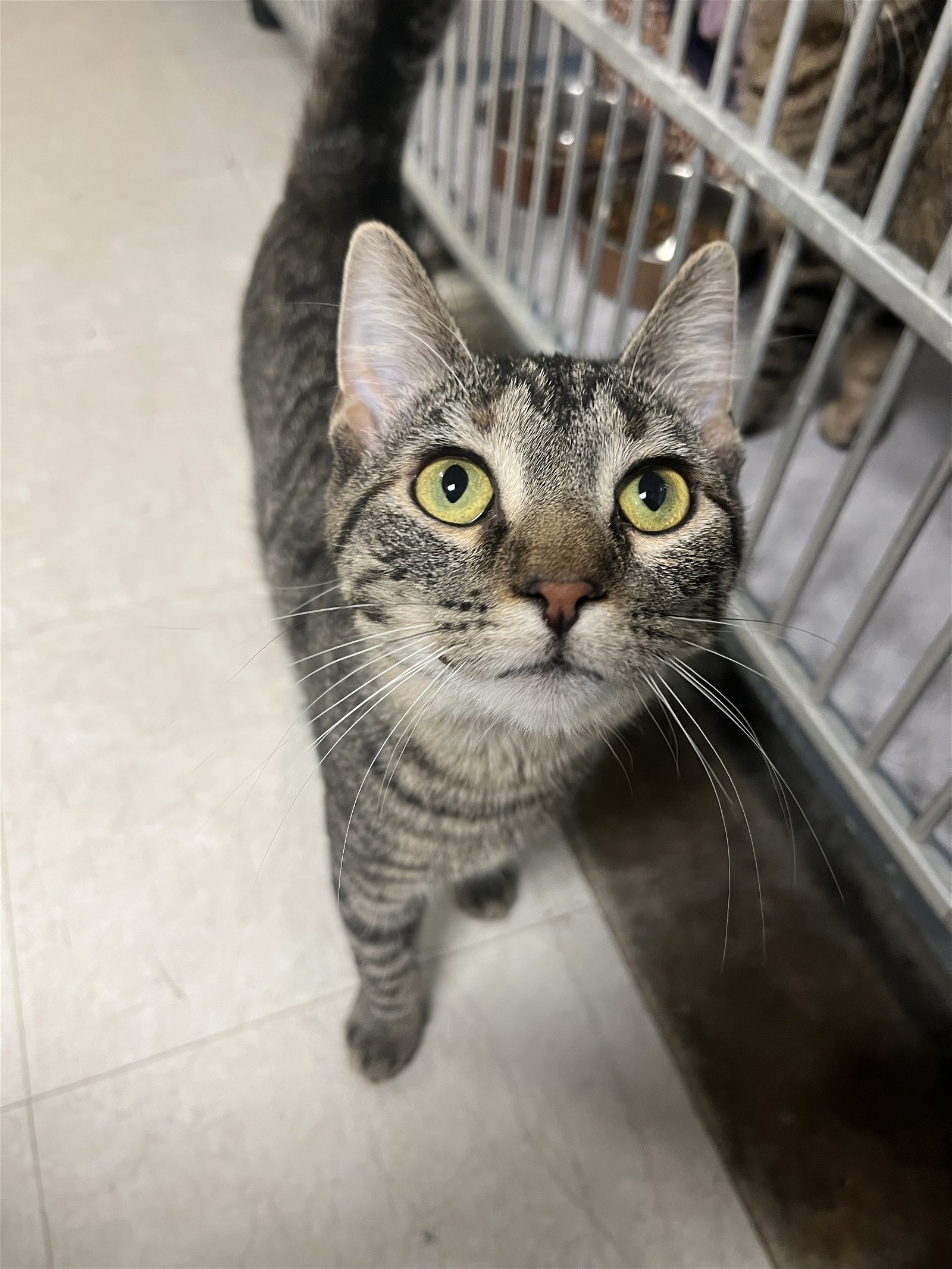 adoptable Cat in Cedar Rapids, IA named Sparkle