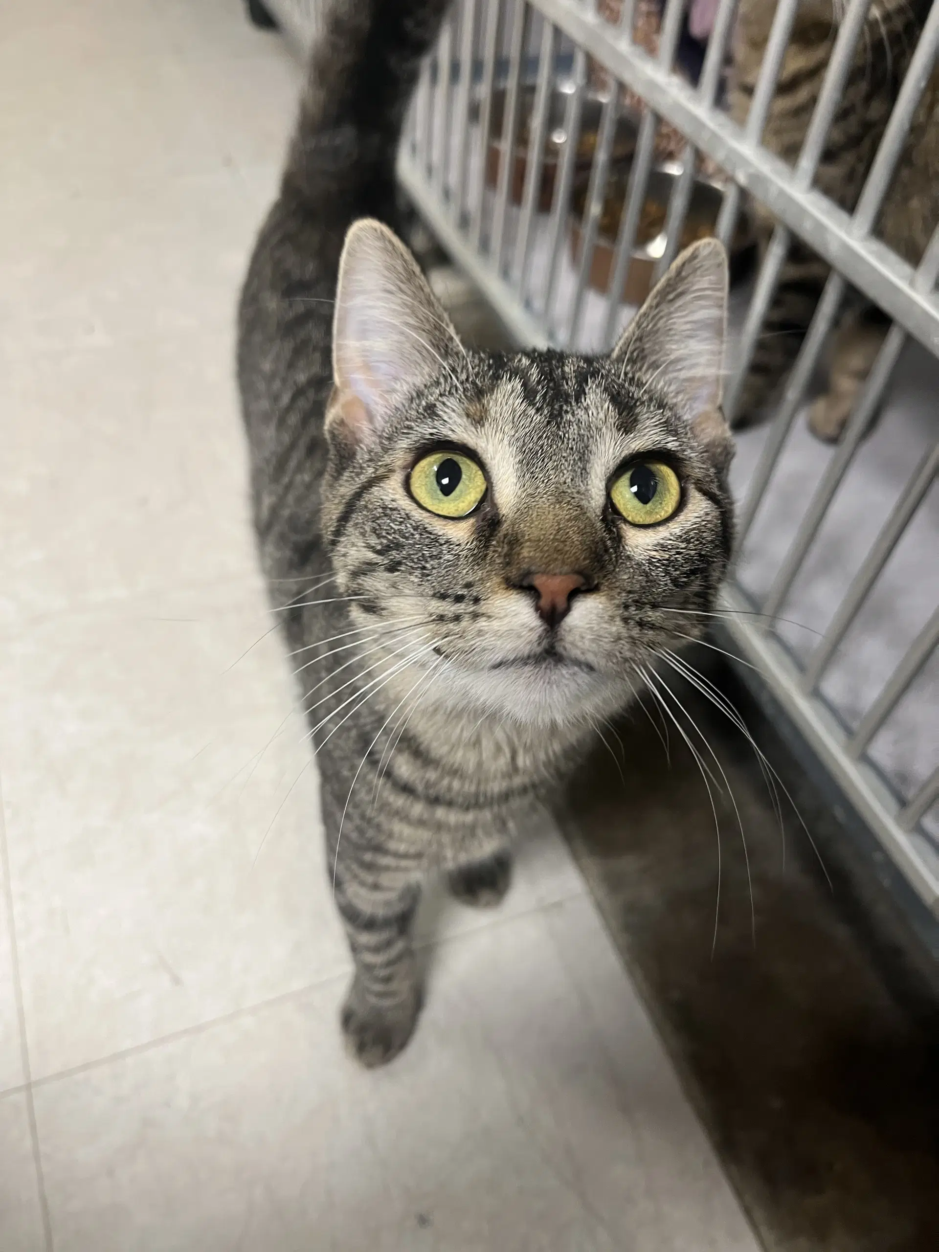 Sparkle - Domestic Short Hair