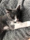 adoptable Cat in cedar rapids, IA named Chamomile
