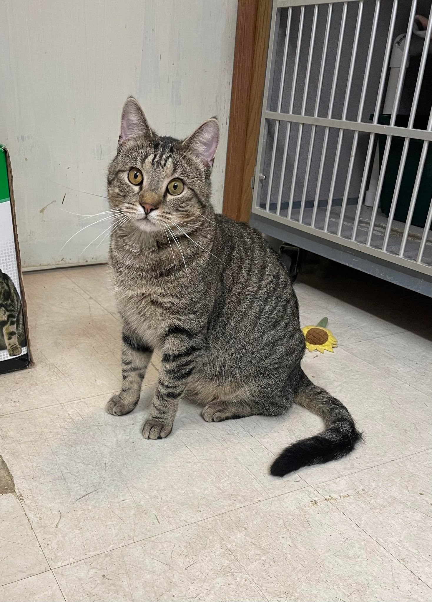 adoptable Cat in Cedar Rapids, IA named William
