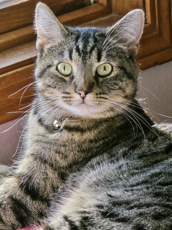 adoptable Cat in Cedar Rapids, IA named Lucky