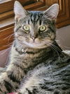 adoptable Cat in , IA named Lucky