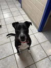 adoptable Dog in , IA named Charlie
