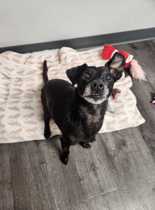 BO - Chihuahua / Terrier available for adoption
