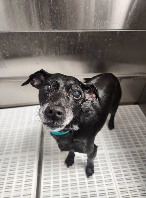 BO - Chihuahua / Terrier available for adoption