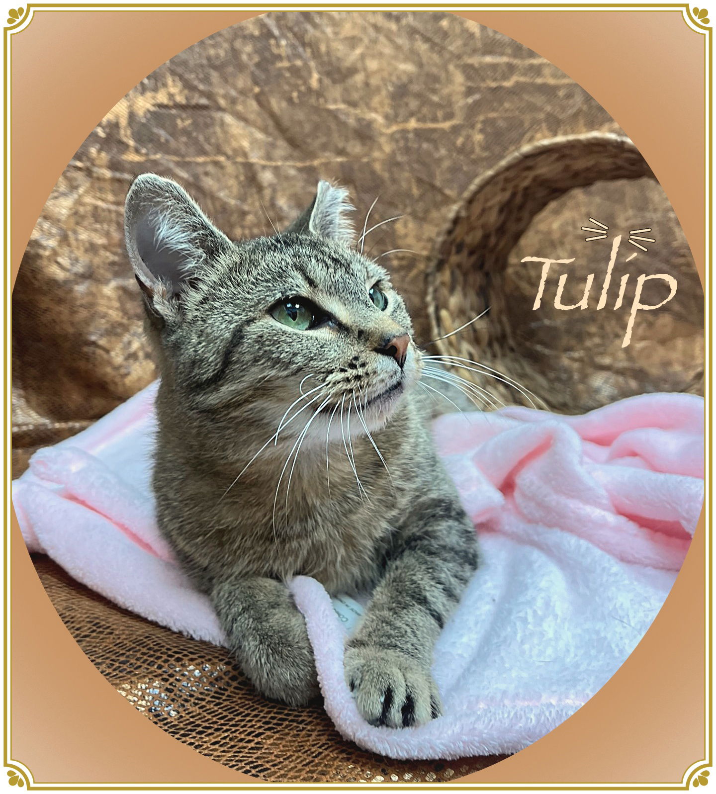 adoptable Cat in Cedar Rapids, IA named Tulip