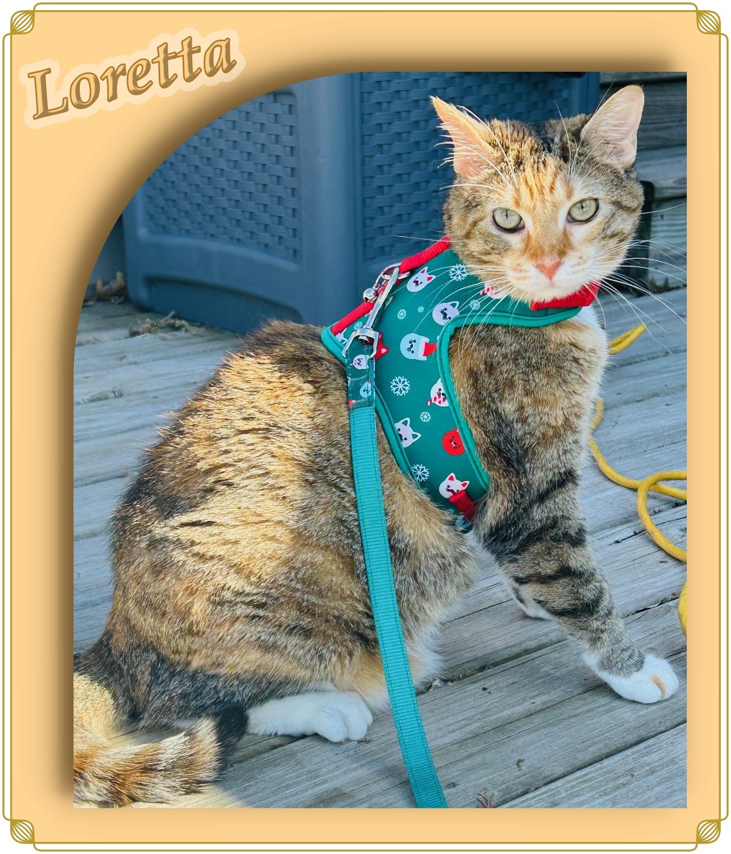 adoptable Cat in Cedar Rapids, IA named Loretta