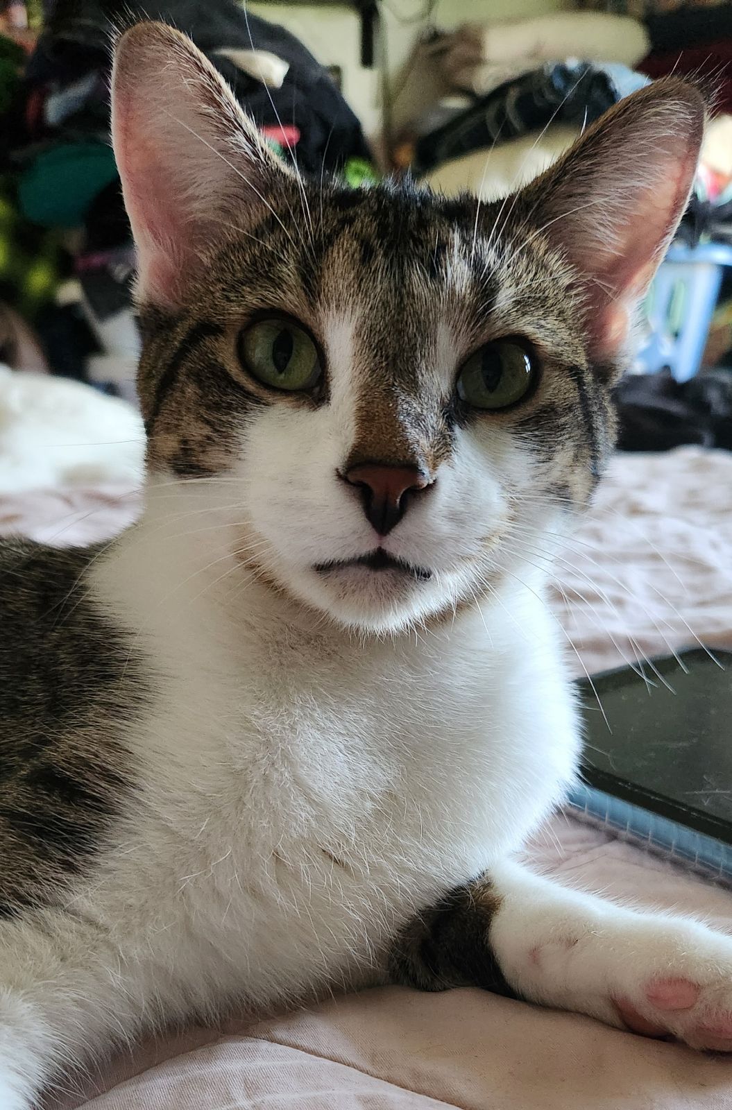 adoptable Cat in Cedar Rapids, IA named Leonardo and Michelangelo