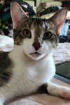 adoptable Cat in , IA named Leonardo and Michelangelo