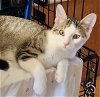 adoptable Cat in , IA named Raphael