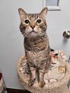 adoptable Cat in , IA named Mama Rosemary