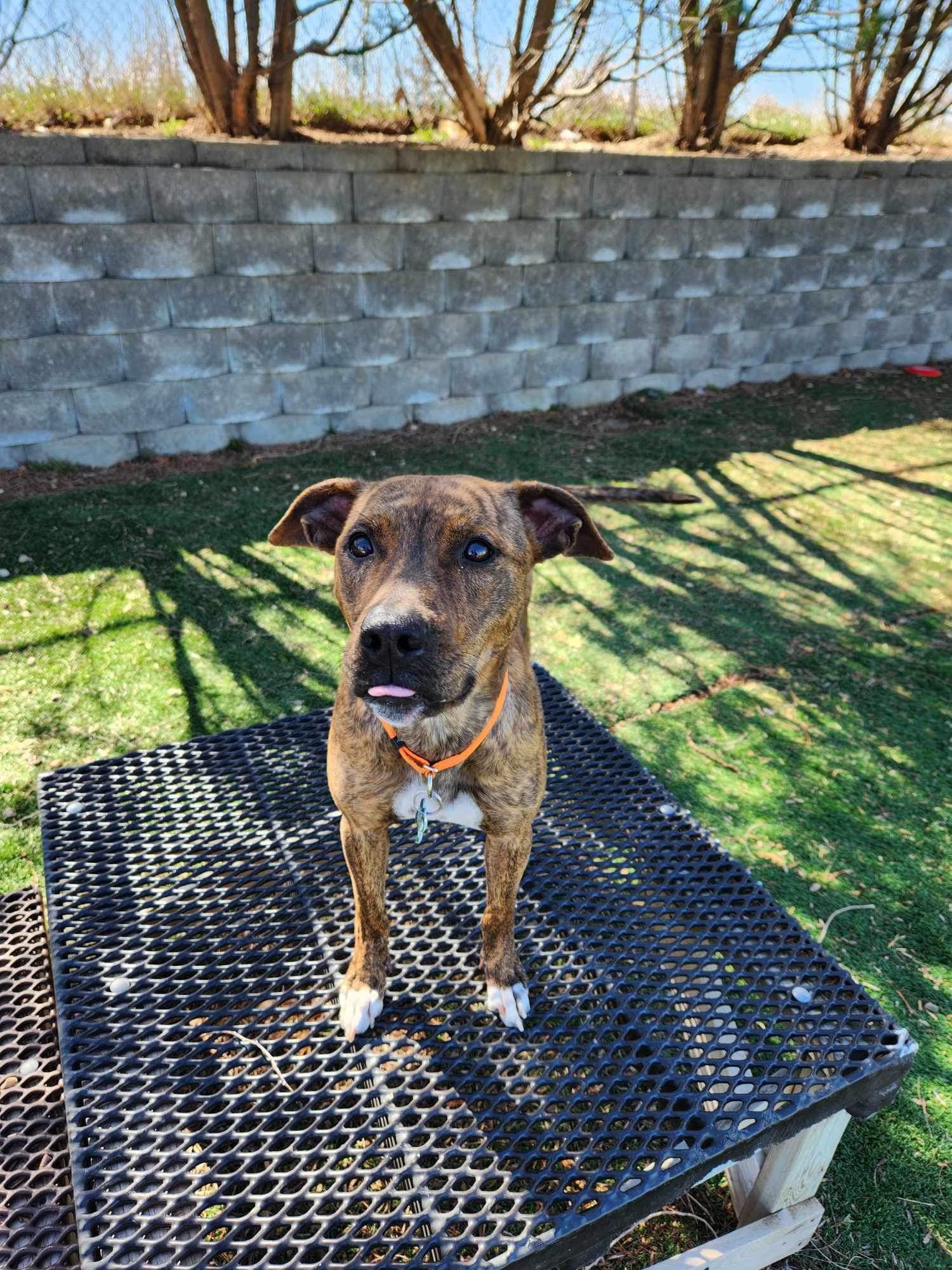 adoptable Dog in Cedar Rapids, IA named Nala Bee