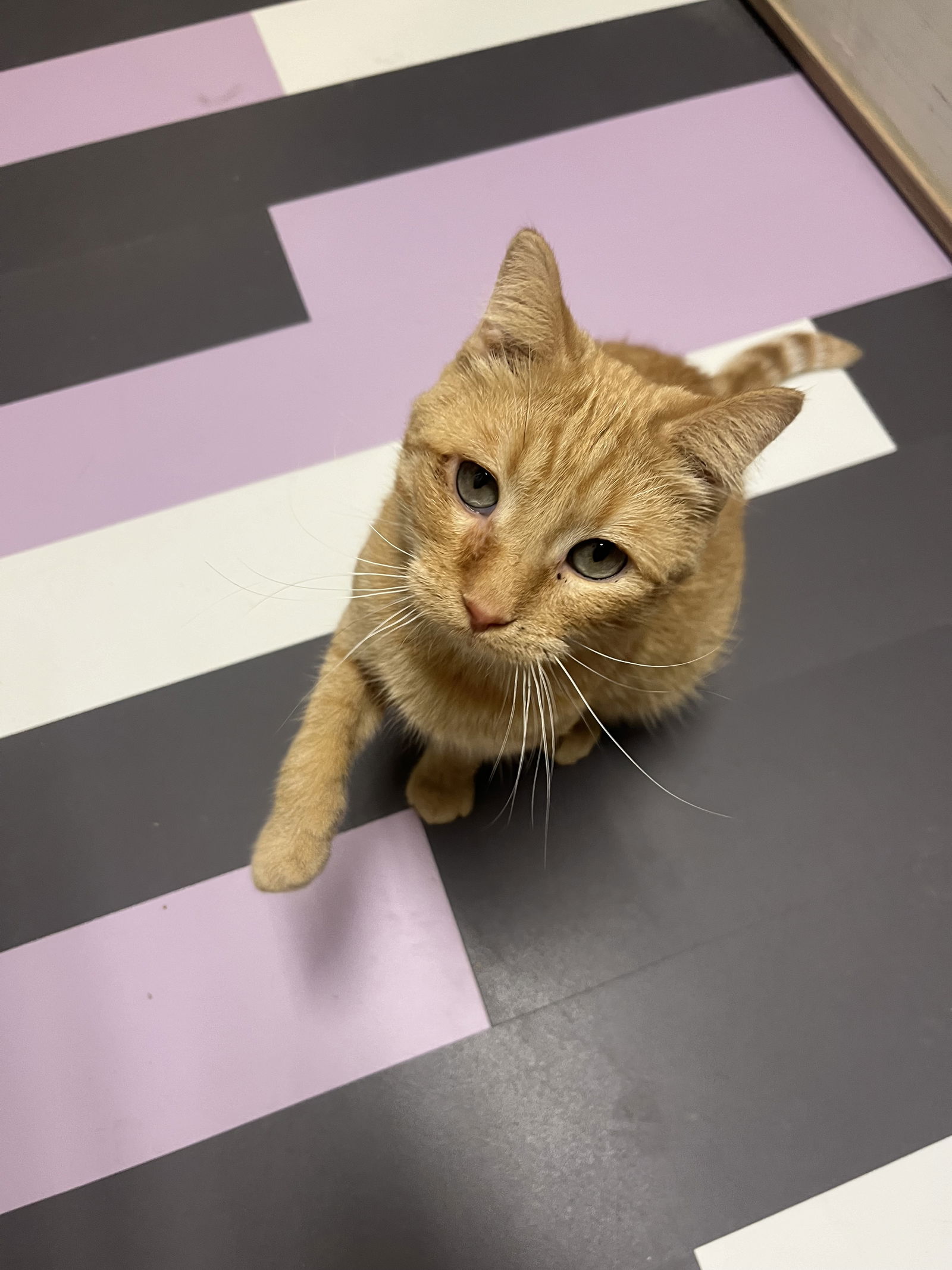 adoptable Cat in Cedar Rapids, IA named Nacho