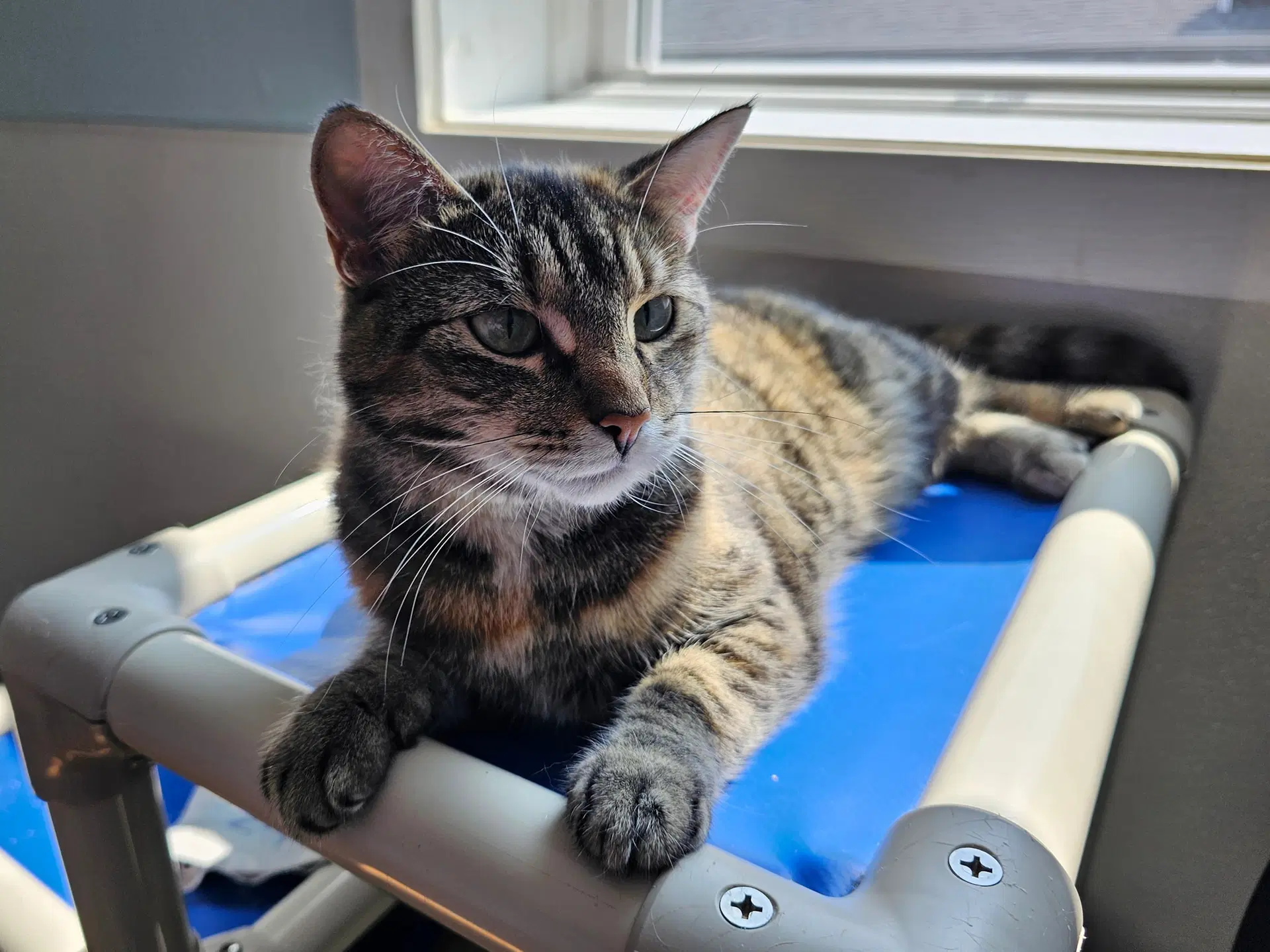 Star - Torbie
