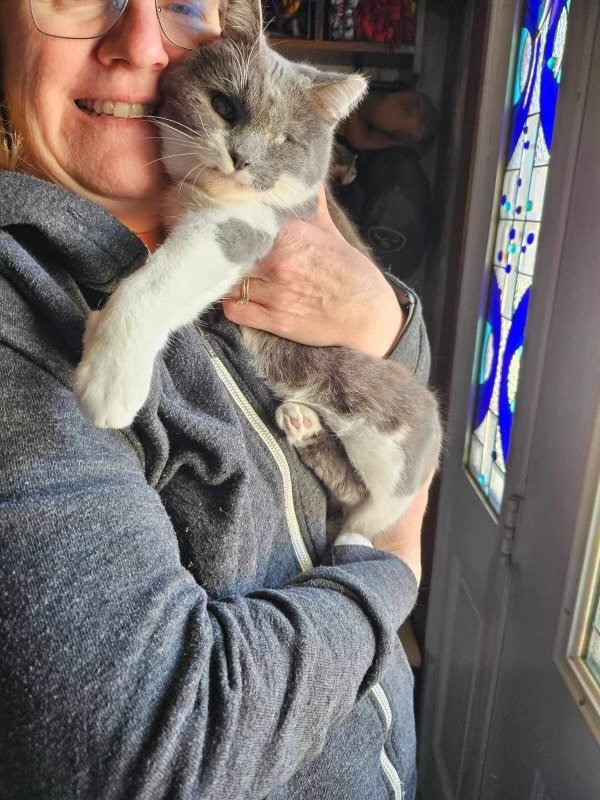 adoptable Cat in Cedar Rapids, IA named Opal