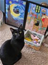 adoptable Cat in , IA named Chase