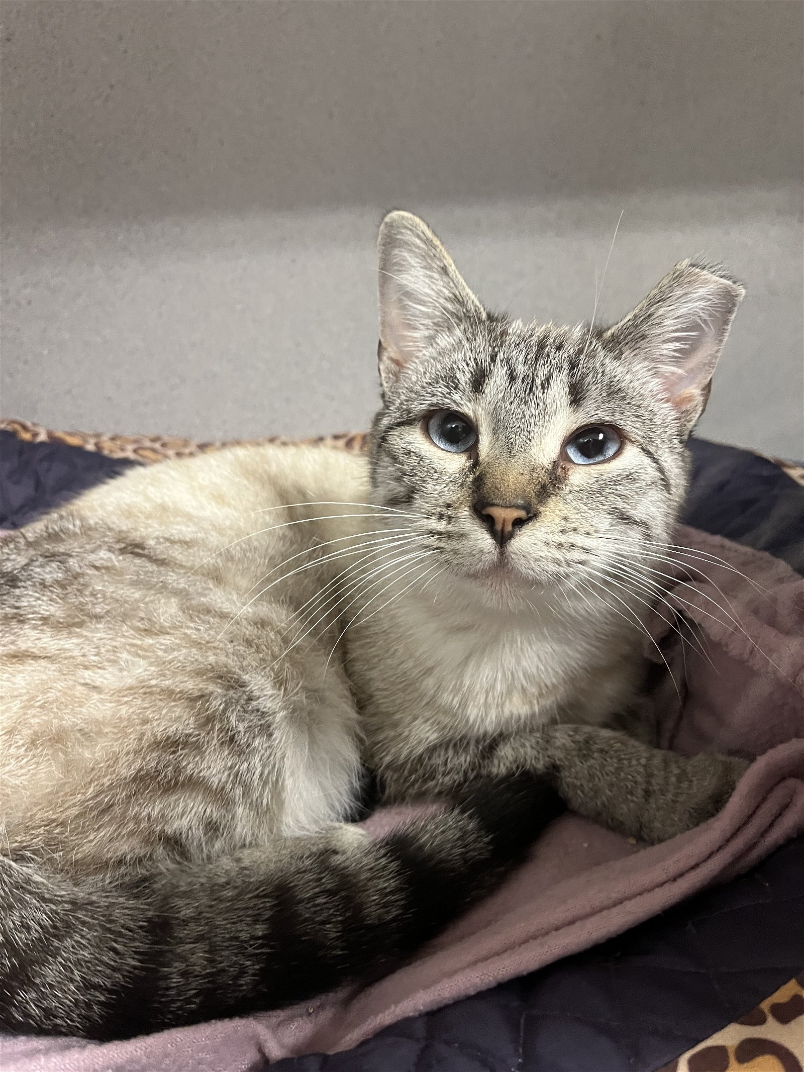 adoptable Cat in Cedar Rapids, IA named Ellen