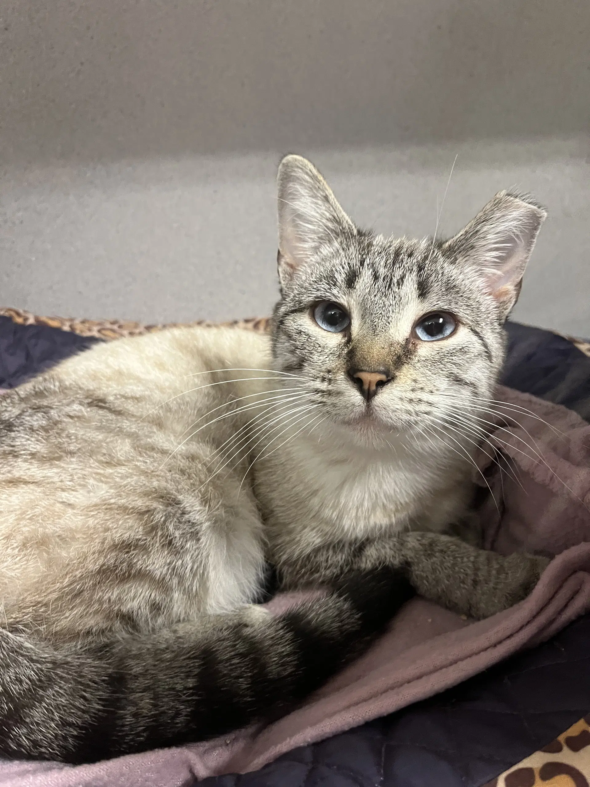 Ellen - Lynx Point Siamese