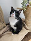 adoptable Cat in , IA named Clark
