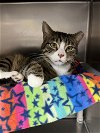 adoptable Cat in , IA named Catherine