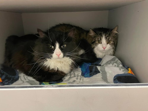 JAZZY - Domestic Long Hair / Tuxedo available for adoption