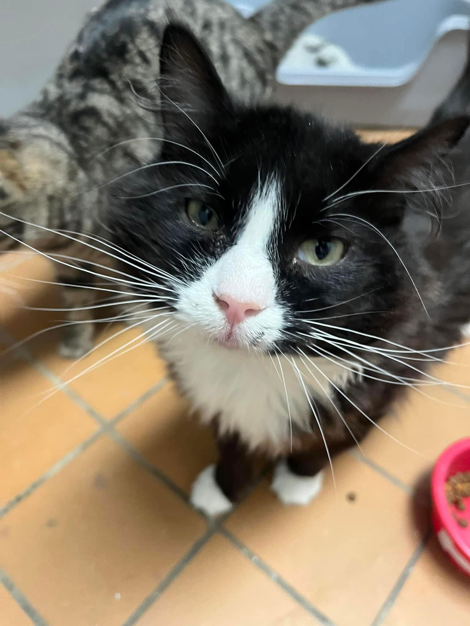 adoptable Cat in Cedar Rapids, IA named Jazzy