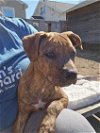 adoptable Dog in , IA named Brownie
