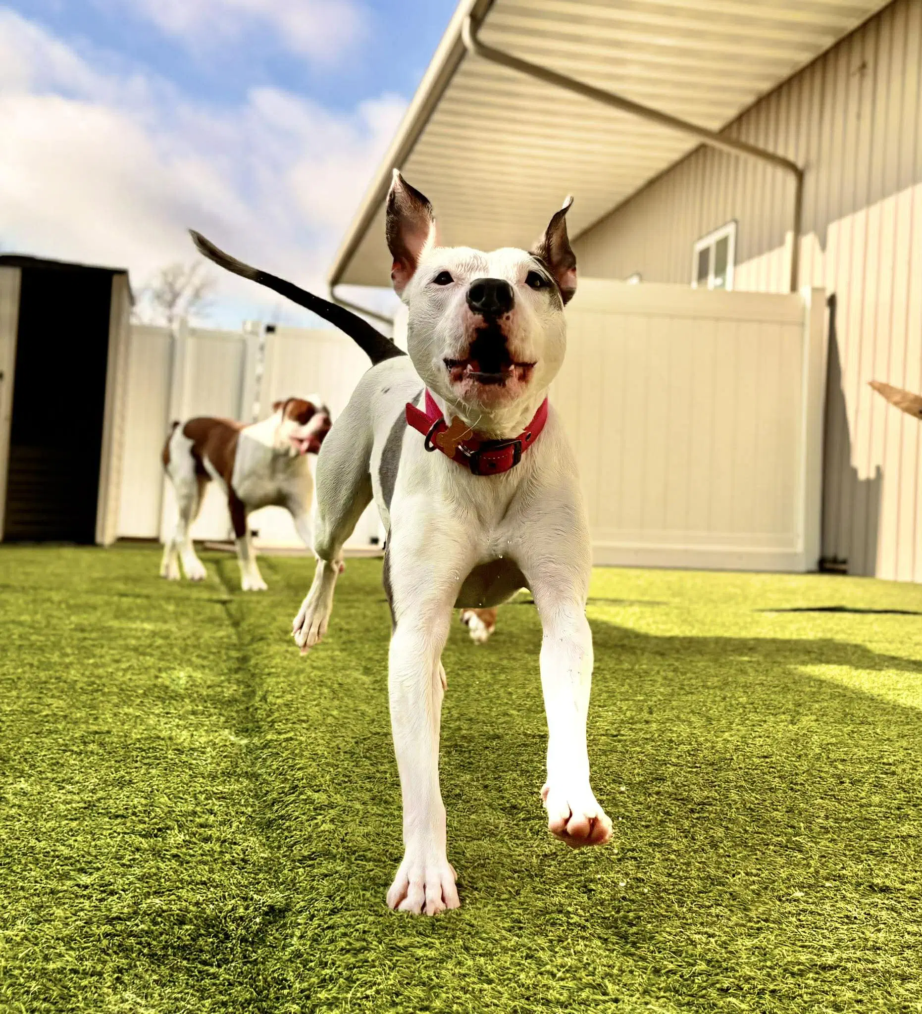 Sweet Pea - American Pit Bull Terrier