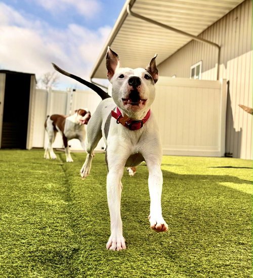 Sweet Pea, an adoptable American Pit Bull Terrier in Cedar Rapids, IA