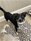 adoptable Dog in  named Trigg