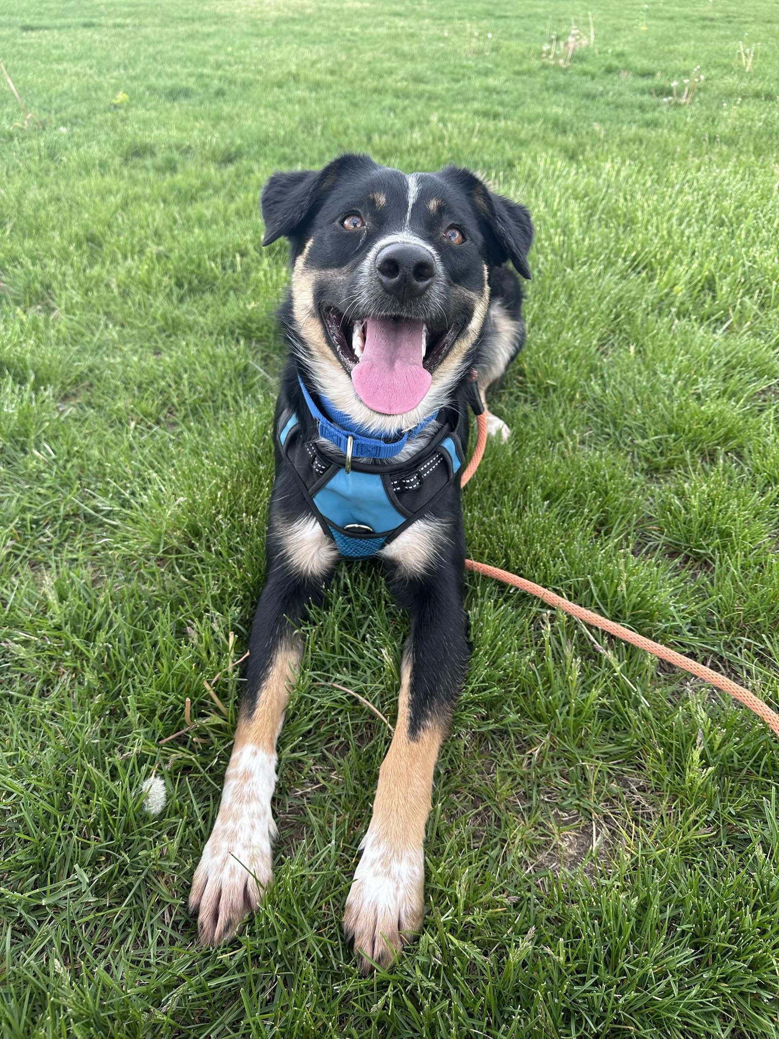 adoptable Dog in Hartwick, IA named Trigg