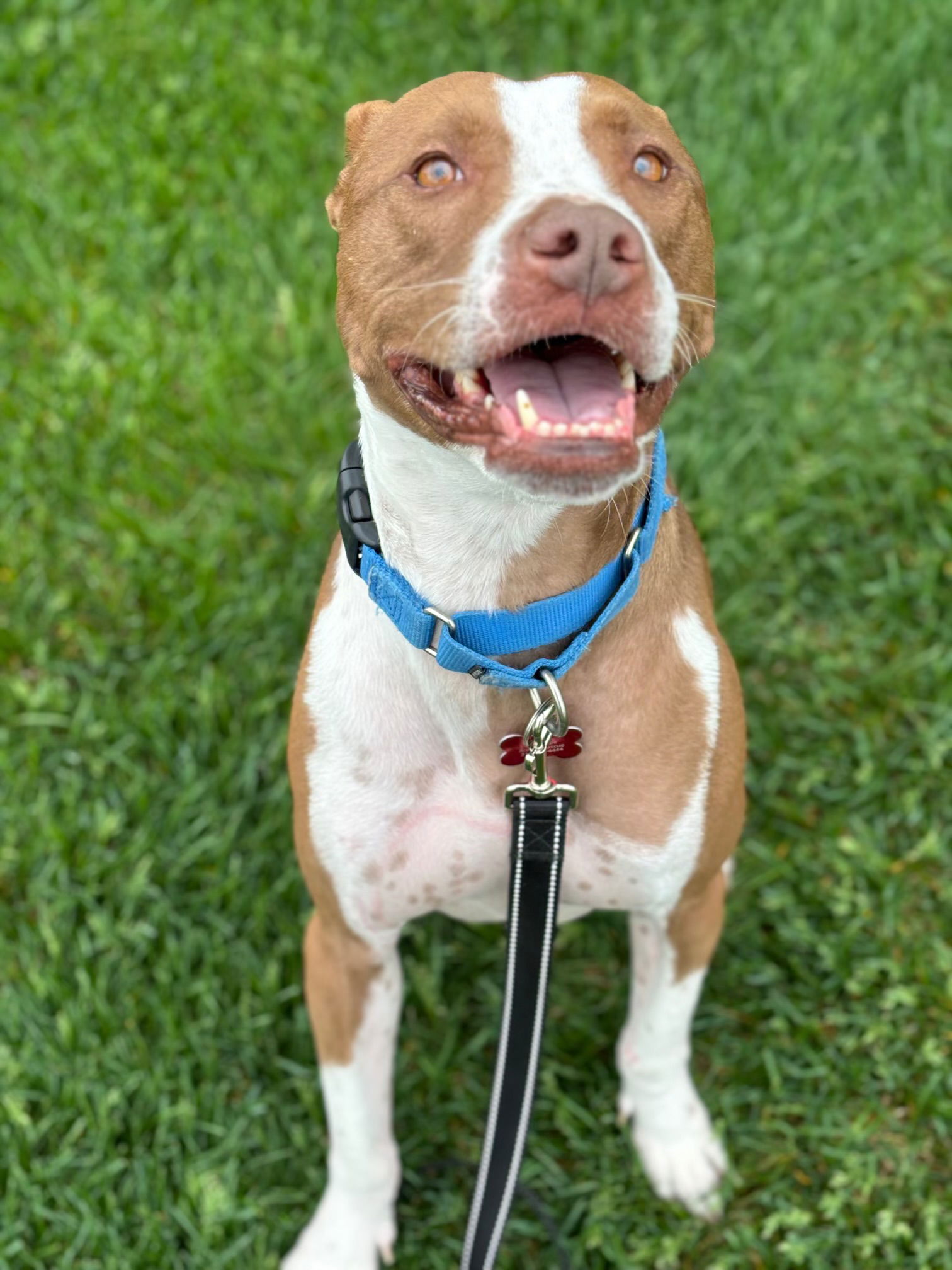 adoptable Dog in Cedar Rapids, IA named Eros