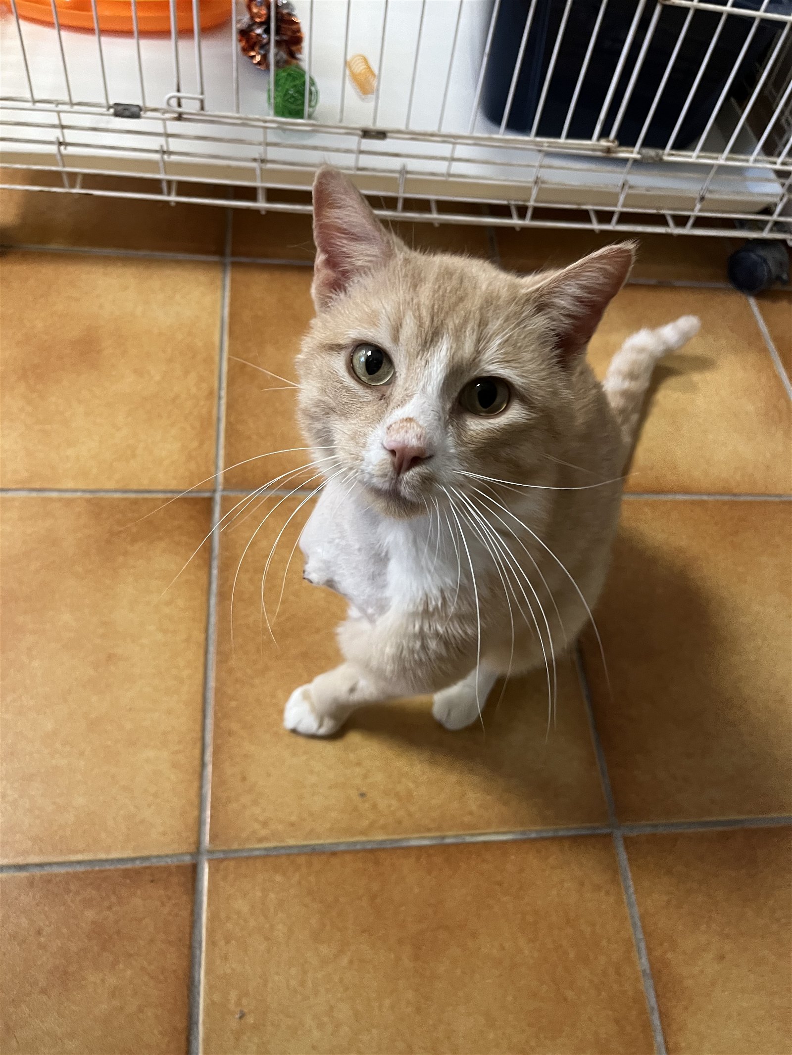 adoptable Cat in Cedar Rapids, IA named Trekker