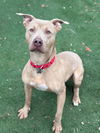 adoptable Dog in , IA named Chase