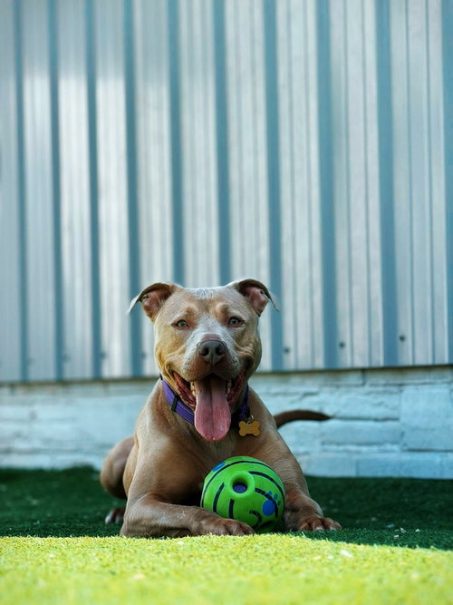 Chase, an adoptable American Pit Bull Terrier in Cedar Rapids, IA