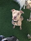 adoptable Dog in  named Chase