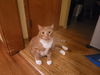 adoptable Cat in , IA named Goose