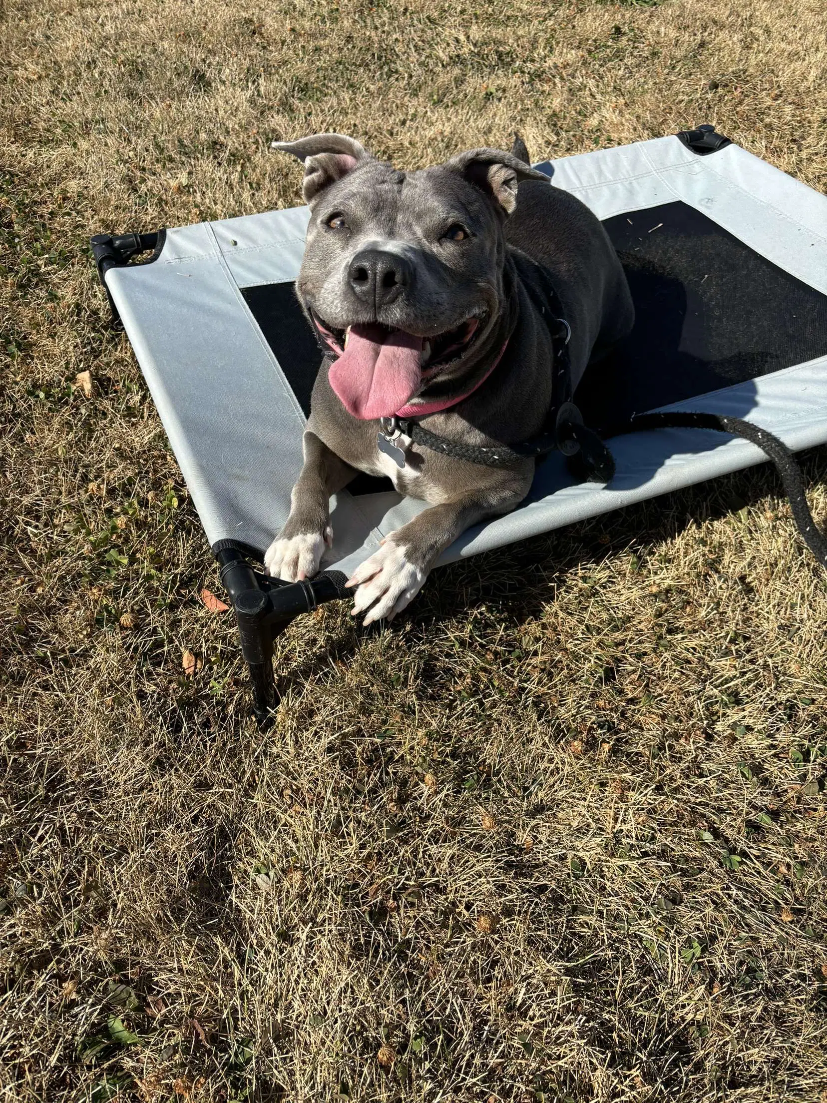 Hippo image 4
