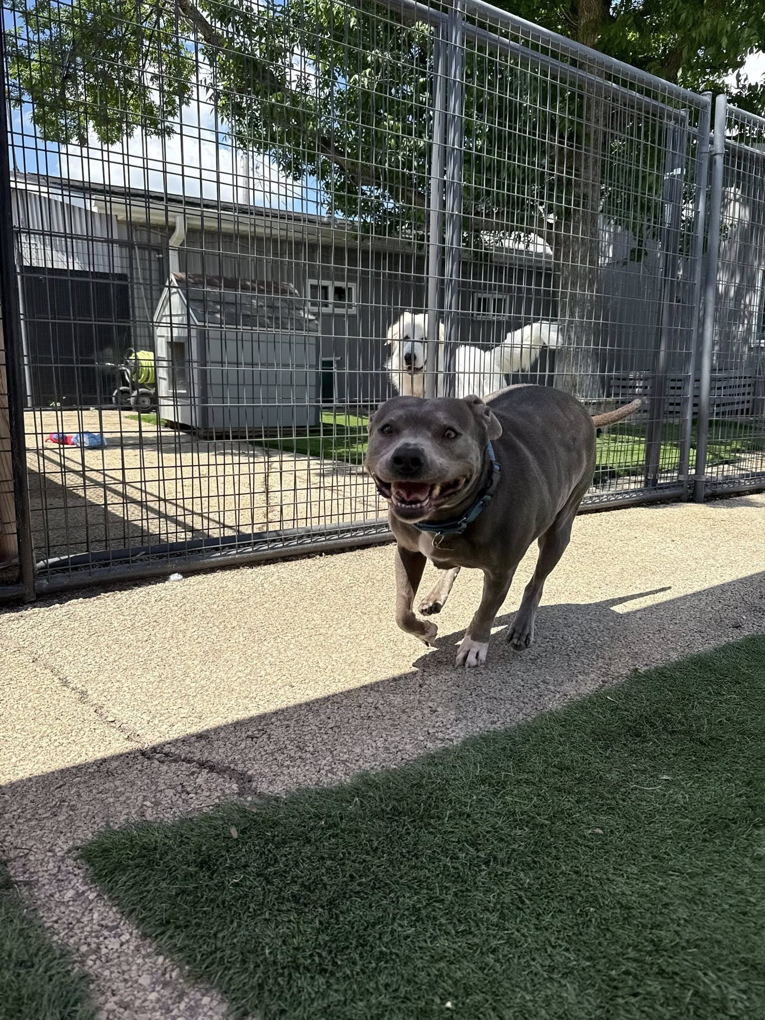 adoptable Dog in Cedar Rapids, IA named Hippo