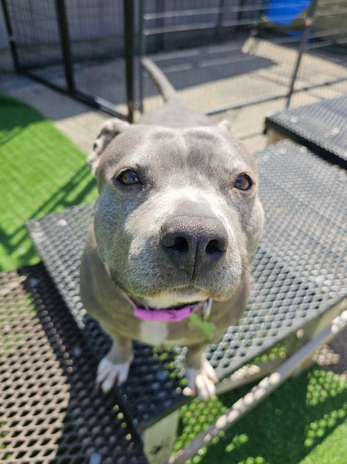 HIPPO - Pit Bull Terrier available for adoption