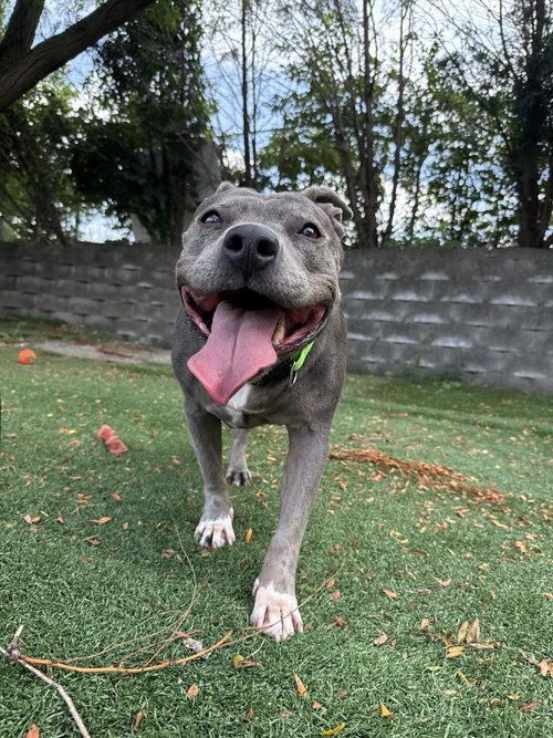 Hippo, an adoptable Pit Bull Terrier in Cedar Rapids, IA