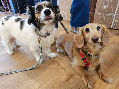 ROMMY & SOPHIA - Dachshund available for adoption