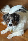 adoptable Dog in  named Sophia