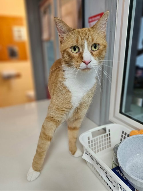 Noodle, a cat for adoption from Last Hope Animal Rescue