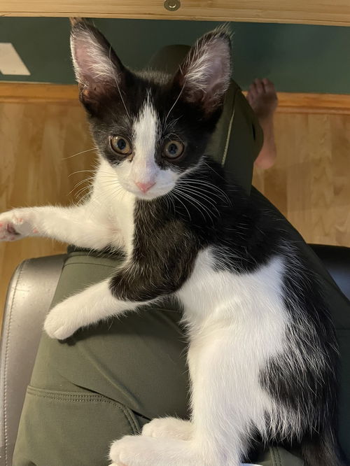picture of the cat needing adoption